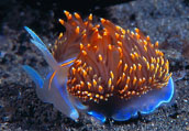 hermissenda crassicornis